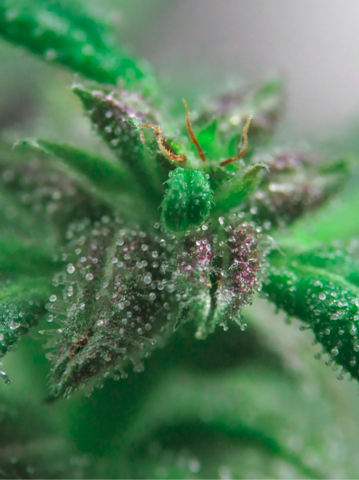 Terpenos